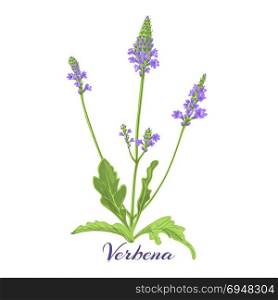 Flowering herb verbena or vervain. Flowering herb verbena or vervain. Vector illustration.