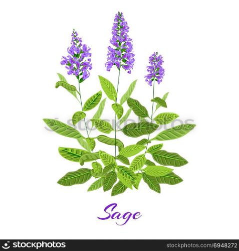 Flowering sage herb.. Flowering sage. Sage herb. Purple flowers. Vector illustration eps10