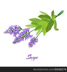 flowering sage. Sage herb.. Bunch of flowering sage. Sage herb. Vector illustration
