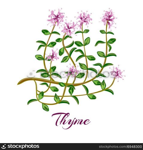 Flowering thyme. Thyme herb. . Flowering thyme. Thyme herbs Thymus vulgaris. Vector illustration