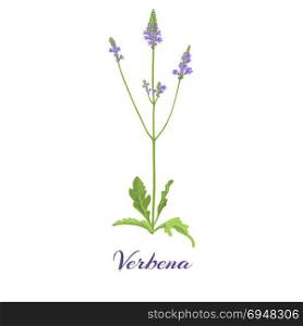 Flowering verbena. Vector illustration. Flowering verbena. Blossom, flowers and leaves Vector illustration