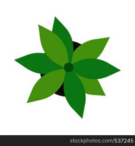 Flowerpot isolated white top view vector. Green houseplant growth flat icon flora.