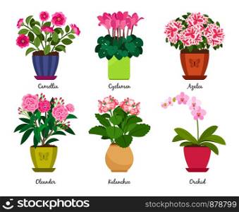 Flowerpots and houseplant flowers in pots. Camellia and cyclamen, azalea and oleander, kalanchoe and orchid vector illustration. Houseplant flowers in pots