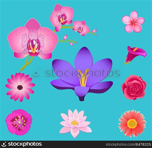 Flowers Collection Isolated on Azure Background. Flowers collection isolated on azure background. Vector poster of colorful blossoms heads set for decorating objects and gifts