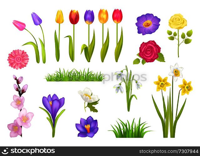 Flowers collection, poster with floral elements and grass, snowdrops and tulips, roses and narcissus, gerbera vector illustration isolated on white. Flowers Collection Poster Vector Illustration