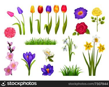 Flowers collection, poster with floral elements and grass, snowdrops and tulips, roses and narcissus, gerbera vector illustration isolated on white. Flowers Collection Poster Vector Illustration