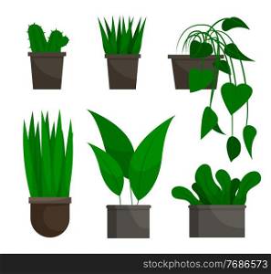 Flowers growing in pots set isolated on white. Evergreen houseplant in flowerpot natural decoration element. Tropical plant in cartoon style stem with leaves in pot. Planted decorative symbol vector. Houseplant Stem with Leaves in Flowerpot Vector