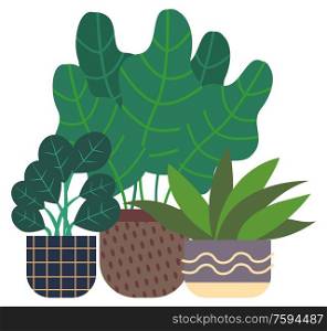Flowers growing in pots vector, flat style planted flowers, organic decor for home. Rubber plant, houseplants flowerpots with ornaments and lines. Rubber Plant and Houseplant, Greenhouse Flora