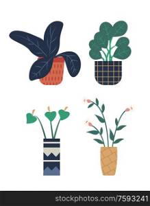 Flowers growing in pots vector, flowerpot with foliage flat style. Isolated set of botany, calla and lilly with leaves, blooming botany, floral decoration. Room Plant Isolated Set, Pots and Foliage Flower