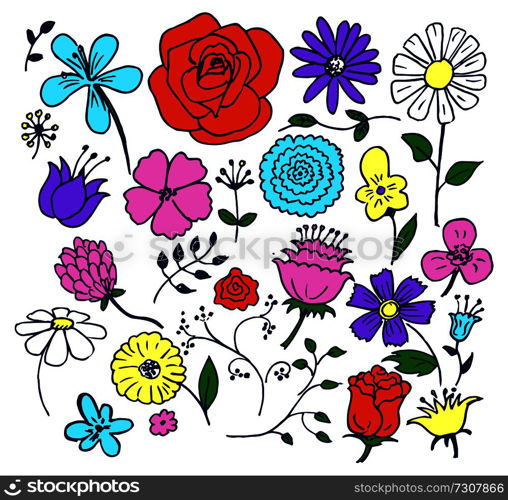 Flowers hand drawn elements, blooming roses and camomiles, blue-bonnet and bellflower, flourishing herbs with leaves isolated on vector illustration. Flowers Hand Drawn Elements Vector Illustration