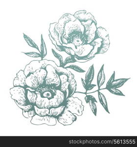 Flowers. Hand-drawn illustrations