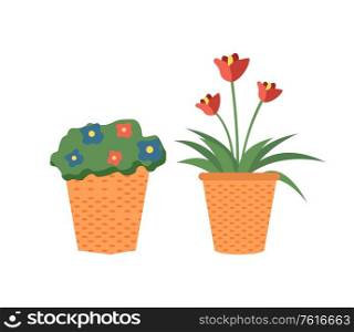 Flowers in bloom vector, blossom of plants growing in plastic pots isolated flora decor for home interior. Planted herbs with foliage and flourishing. Plants Growing in Pots, Potted Flowers Set Vector