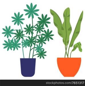 Flowers in vases, floral decor for home flat style flourishing on branches, plant with frondage, tender and elegant design, container interior. Isolated flowerpot with blooming plant . Vector in flat. Houseplant in Vases, Flowers with Flourishing