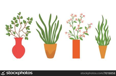 Flowers in vases vector, floral decor for home flat style flourishing on branches, plant with frondage, tender and elegant design, container interior. Houseplant in Vases, Flowers with Flourishing
