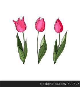 Flowers isolated on background. Vector. Hand drawn vector colorful tulips set.. Hand drawn vector colorful tulips set. Flowers isolated on background. Vector
