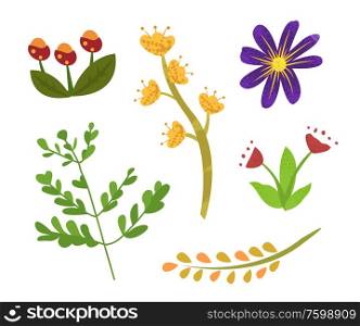 Flowers of summer vector, isolated set of flora with foliage and small leaves, branch and floral elements, decoration and blooming, flourishing blossom. Floral Elements of Spring or Summer, Foliage Flora