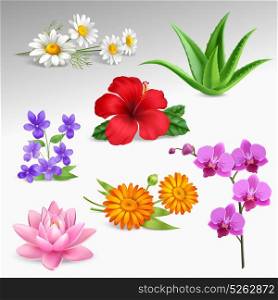 flowers Plants Realistic Icons Collection . Succulents tropical garden plants with greenhouse orchid and forest violets chamomile flowers gradient grey background realistic vector illustration