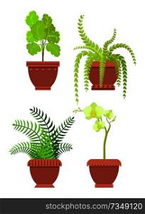 Flowers potted in brown pots with ornaments, room plants of fern and orchid types, leaves flourishing elements set isolated on vector illustration. Flowers Potted Room Plants Vector Illustrtaion