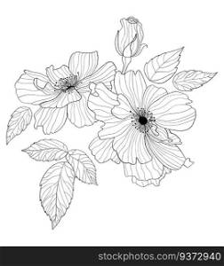 Flowers rose. Hand drawn. Vector illustration. linear plants, leaves and branches for design, decor and decoration