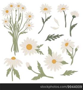 Flowers tied in bouquet, isolated icons of chamomile in blossom. Blooming flora with leaves and stem. Medicinal herb, natural and eco friendly growth. Floral decoration, vector in flat style. Chamomile flower bouquet in blossom, floral vector