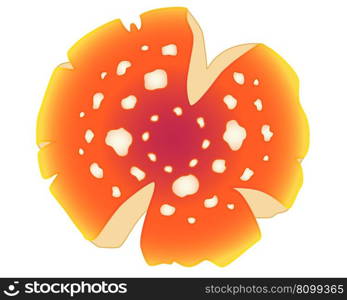 Fly agaric, spotted mushroom cap - vector full color picture. Fly agaric bright poisonous mushroom 