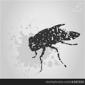 Fly. Black fly on a grey background. A vector illustration