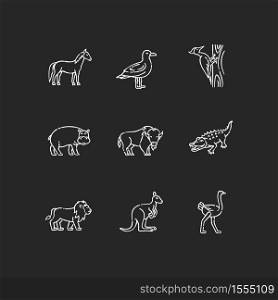 Flying and land animals chalk white icons set on black background. Common birds and exotic wildlife. Diverse herbivore mammals and carnivore predators. Isolated vector chalkboard illustrations. Flying and land animals chalk white icons set on black background