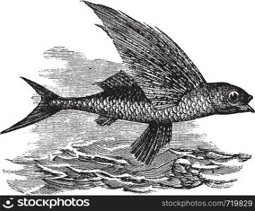 Flying Fish or Exocoetidae, vintage engraving. Old engraved illustration of a Flying Fish.