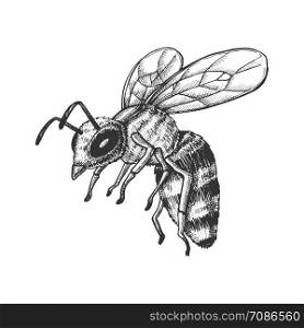Flying Honey Bee Insect Gathering Nectar Vector. Bee With Wing And Feeler. Fly Animal Honeybee Nature Pollinates Flower And Tree For Better Plant. Monochrome Designed Cartoon illustration. Flying Honey Bee Insect Gathering Nectar Vector