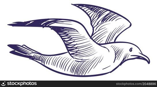 Flying larus sketch. Hand drawn gull bird isolated on white background. Flying larus sketch. Hand drawn gull bird