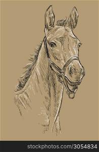 Foal portrait with halter. Horse head in black and white colors isolated on beige background. Vector hand drawing illustration. Retro style portrait of horse.