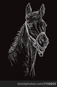 Foal portrait with halter. Horse head in white color isolated on black background. Vector hand drawing illustration. Retro style portrait of foal.