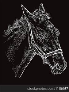 Foal portrait with halter. Young horse head in profile white color isolated on black background. Vector hand drawing illustration. Retro style portrait of horse.