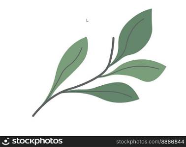 foliage and botany of spring plants, isolated branch or twig with leaves. Leafage and botanic decoration, houseplant or plantation botanic flora. Flower or shrubs. Vector in flat style illustration. Tea leaf, foliage and botany of spring plants
