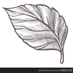 Foliage and leafage of nature, shrubs or bushes, forest or woods botany. Isolated leaf colorless botany, decoration for card or eco banner or emblem. Monochrome sketch outline. Vector in flat style. Leaf plant, colorless foliage botany of forest