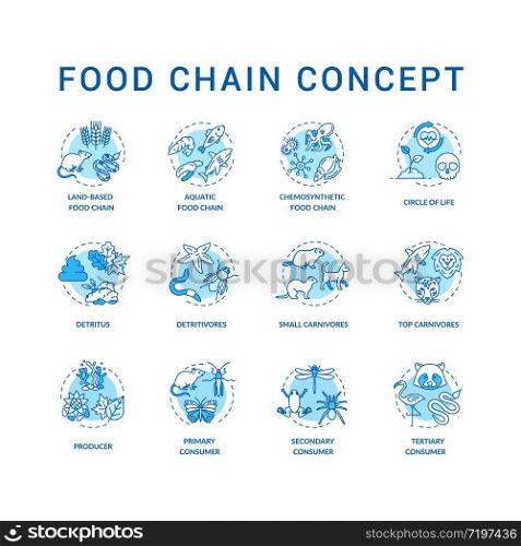 Food chain concept icons set. Primary, secondary and tertiary consumers. Top carnivores. Life cycle idea thin line RGB color illustrations. Vector isolated outline drawings. Editable stroke