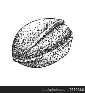 food pistachio nut hand drawn. organic roasted, healthy shell, raw heap food pistachio nut vector sketch. isolated black illustration. food pistachio nut sketch hand drawn vector