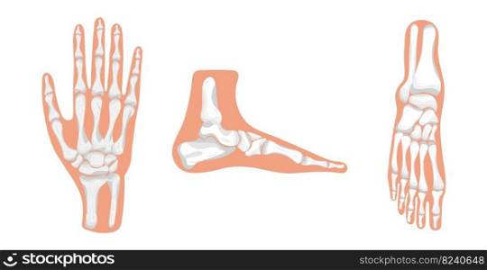 Foot and hand icon of radiography and x-ray concept vector on white background. Phalanges of hand and foot. Leg trauma, pain, osteoporosis illustration.. Foot and hand icon of radiography and x-ray concept vector on white background. Phalanges of hand and foot.