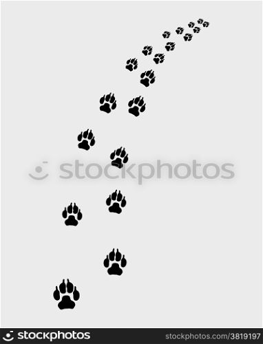 Footprints of dog