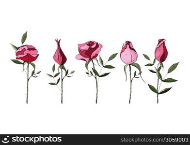 For greeting card and invitation. Vector. Beautiful rose isolated on background. Hand-drawn. . Beautiful roses isolated on background. Hand-drawn. For greeting card and invitation. Vector