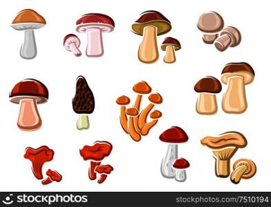 Forest delicacy edible mushrooms set with orange chanterelle, brown cap, birch, pine and king boletes, champignon, black morel, porcini and honey agaric. For recipe book or healthy vegetarian nutrition design usage. Forest delicacy edible mushrooms set