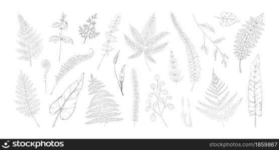 Forest leaves. Hand drawn fern foliage. Grass and bushes greenery. Vintage wild botanical sketch with bourgeon and sprout. Isolated natural black and white elements set. Vector graphic flora templates. Forest leaves. Hand drawn fern foliage. Grass and bushes greenery. Vintage botanical sketch with bourgeon and sprout. Natural black and white elements set. Vector graphic flora templates