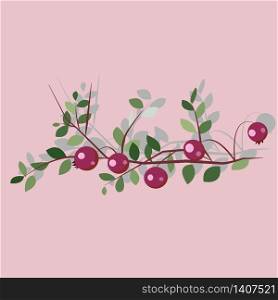 Forest marsh cranberry berries and leaves, vector illustration