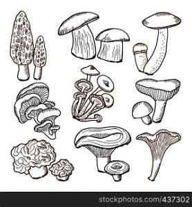 Forest mushrooms in hand drawn style. Vector illustrations. Collection of mushroom hand drawn, fungus ingredient. Forest mushrooms in hand drawn style. Vector illustrations