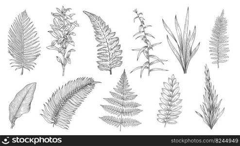 Forest plants sketch. Hand drawn grass and vintage botanical decorative collection, herbal and leaves design elements. Vector monochrome isolated set. Different tree branch foliage. Forest plants sketch. Hand drawn grass and vintage botanical decorative collection, herbal and leaves design elements. Vector monochrome isolated set