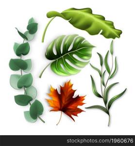 Forest Tree And Tropic Bush Leaves Set Vector. Orange Maple And Polyester Jungle Leaves, Eucalyptus And Rosemary Branch Culinary Ingredient. Flora Template Realistic 3d Illustrations. Forest Tree And Tropic Bush Leaves Set Vector