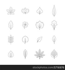 Forest trees eco elements line graphic icons set with maple oak aspen leaves black isolated vector illustration