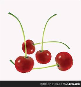 Four appetizing mature cherries on a pink background