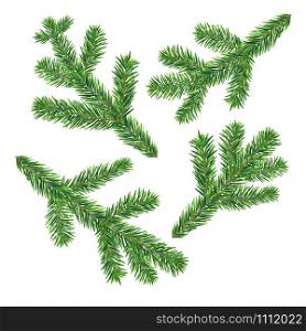 Four vector fir tree branches isolated on the white background