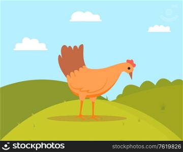 Fowl standing on grass, domestic or farm bird character outdoor, cloudy sky and green hills, side view of peking chicken, wings animal, poultry vector. Poultry Walking Outdoor, Peking Chicken Vector